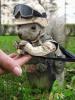 Military Squirrel