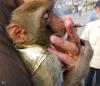 Monkey Smoking