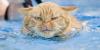 Angry cat