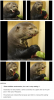 Ottermelon