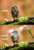 Owlet