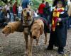 Pet costumes 1