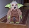 Pet costumes 3