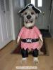 Pet costumes 5