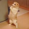 Please cat
