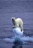 Polar Bear owned