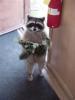 Raccoon