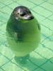 Nonchalant seal