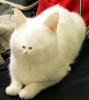 Small faced cat