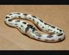 Stupid Snake