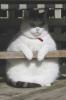 Totoro Cat